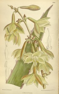 Furcraea elegans (= Furcraea mocno), Asparagaceae, Agavoideae